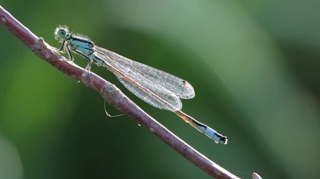 Grosse Pechlibelle (Ischnura elegans)
