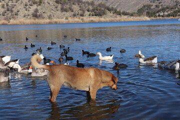 dog in lake