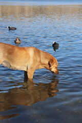 dog in lake