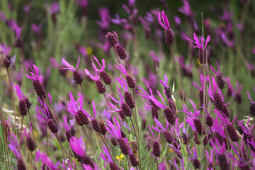 French Lavender flower