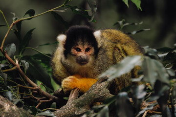 Squirrel Monkey at Taronga zoo Sydney