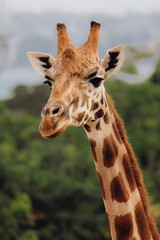portrait of a giraffe at Taronga zoo