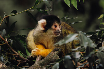squirrel monkey at Taronga zoo Sydney