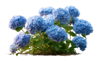 Blooming blue hydrangeas in a garden floral nature vibrant environment cut out png