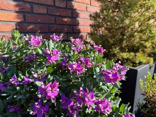Vibrant Purple Polygala Myrtifolia Flowers in Sunny Garden with Brick Wall Background