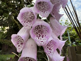 Close-Up of Purple Foxglove Flowers (Digitalis purpurea) in Garden – Macro Nature Photography