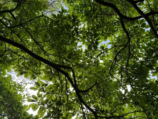 Lush Green Magnolia Tree Canopy with Sunlight Filtering Through Leaves – Nature Background