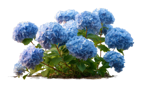 Blooming blue hydrangeas in a garden floral nature vibrant environment cut out png