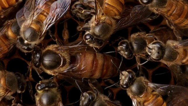 Indian honey bee (Apis cerana indica) colony thrives inside the beehive, macro footage of busy bees working with queen bee in harmony&mdash;collecting nectar, pollen from flowers, storing bee bread in cells