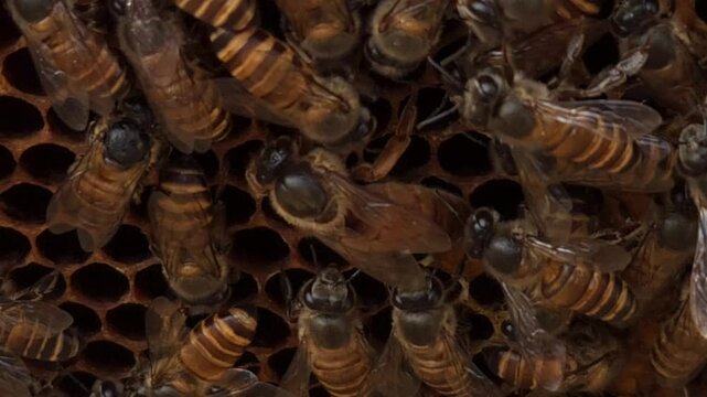 Indian honey bee (Apis cerana indica) colony thrives inside the beehive, macro footage of busy bees working with queen bee in harmony&mdash;collecting nectar, pollen from flowers, storing bee bread in cells