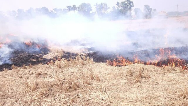 Stubble Burning in India( Parali burning), also known as stubble or straw burning, is the practice of setting fire to crop residue left after harvesting, primarily in agricultural regions of India.