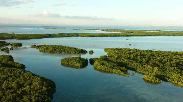 Scenic landscape with mangroves forest. Turquoise water in Olango Island. Wildlife preserve in Lapu-Lapu, Philippines. Cebu.