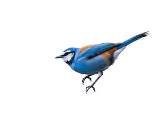 Vibrant Blue and Orange Bird on transsperant Background - Tropical Bird Vector Illustration for Wall Art, Brand Mascots & Nature Editorial