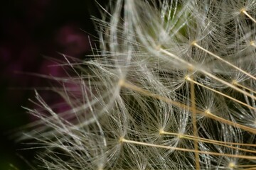Extreme closeup of the delicate white dandelion seeds (pappus) as they prepare to be scattered by the wind.