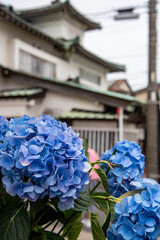鎌倉2505　由比ガ浜商店街2　紫陽花