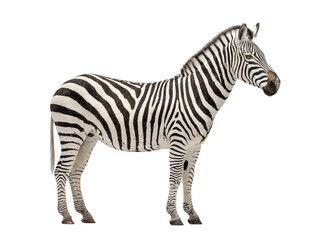 Fototapeta premium White isolated zebra with black stripes standing profile.