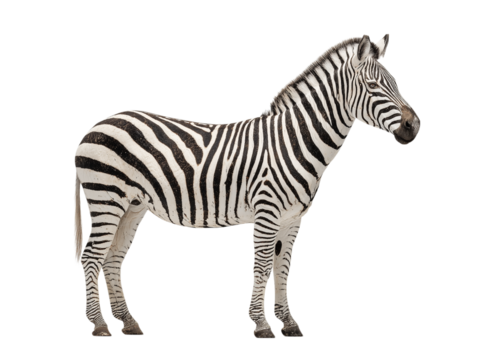 White isolated zebra with black stripes standing profile.
