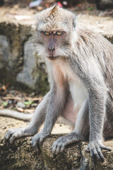 Long-tailed Macaque Sitting on Temple Steps in Bali, Indonesia - Series