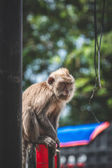 Long-tailed Macaque Sitting on Temple Steps in Bali, Indonesia - Series