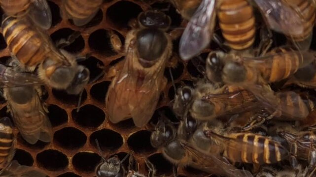 Indian honey bee, known scientifically as Apis cerana indica, plays a vital role in pollination and honey production, as thousands of bees work within the beehive under the guidance of their queen bee