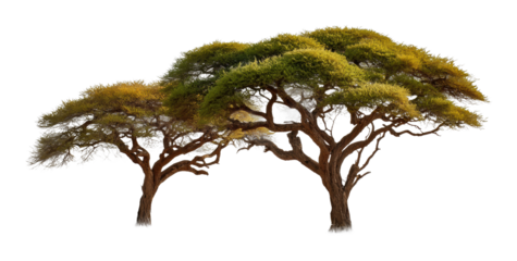 Majestic acacia trees natural habitat digital outdoor setting aesthetic perspective cut out png