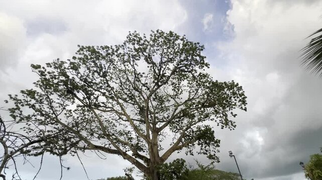 mompox tree