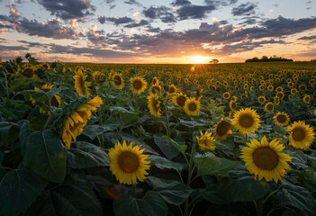 Fototapeta premium sunflower field at sunset background 