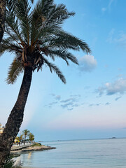 palm tree on the beach