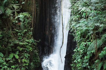 Beautiful waterfall, green plants and lianas in tropical forest