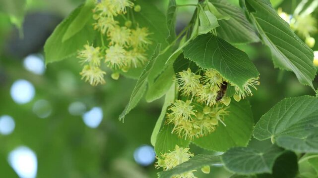 Bee on branch of linden tree with green leaves and blooming flowers outdoors, closeup