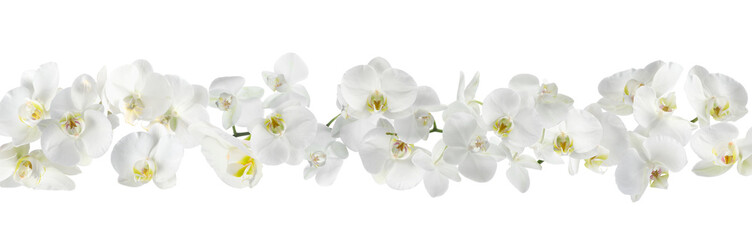 Fototapeta premium Beautiful orchid flowers on white background, banner design