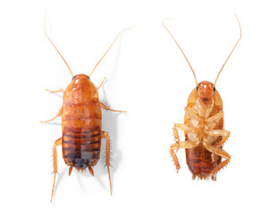Cockroach on white background. Top and bottom view