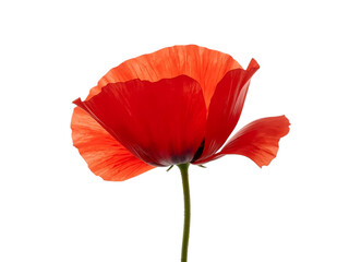 Red poppy flower with slender stem, photographed from the side with artistic lighting from the left,petals,single,red