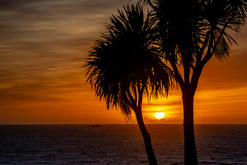 Sunrise Over the Atlantic Ocean in Mar del Plata, Argentina, Framed by Silhouettes of Palm Trees...