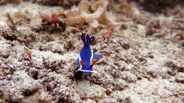 Underwater Macro Photography of a Blue Chromodoris Nudibranch on Sandy Seabed
