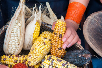 Indigenous woman holding colorful corn cobs in woven basket