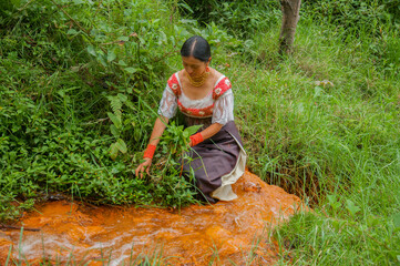 Indigenous woman harvesting medicinal plants by contaminated river