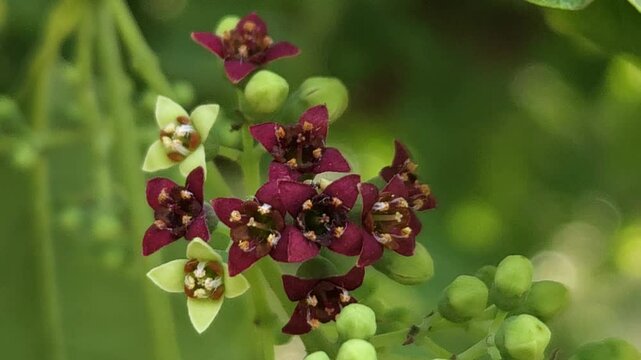 Closeup of sandalwood blossoms on its branches during the spring