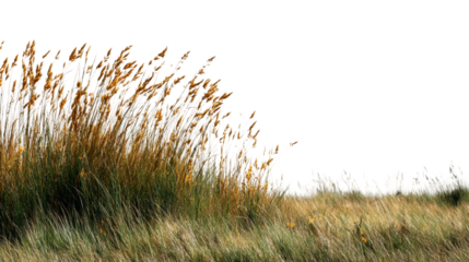 Golden reeds swaying in the breeze coastal area nature serene environment perspective cut out png