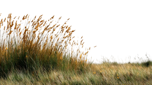 Golden reeds swaying in the breeze coastal area nature serene environment perspective cut out png