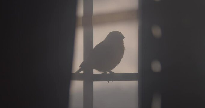 Silhouette of small bird perched on window grille with backlighting, curtains softly blurred in background