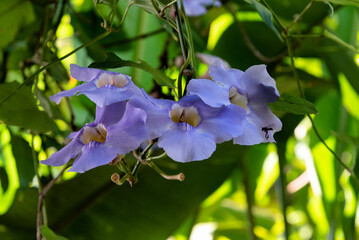 Thunbergia grandiflora or blue trumpetvine