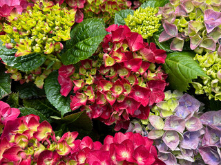 Hydrangea Royalty Collection Hot Violet and Hydrangea Royalty Collection Blue