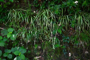 Spider plant ( Chlorophytum comosum ) flowers. Asparagaceae perennial plants. White flowers bloom on the stolon from spring to autumn.