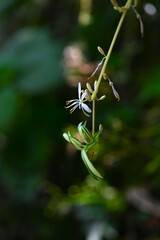 Spider plant ( Chlorophytum comosum ) flowers. Asparagaceae perennial plants. White flowers bloom on the stolon from spring to autumn.