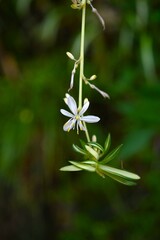 Spider plant ( Chlorophytum comosum ) flowers. Asparagaceae perennial plants. White flowers bloom on the stolon from spring to autumn.