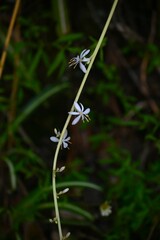 Spider plant ( Chlorophytum comosum ) flowers. Asparagaceae perennial plants. White flowers bloom on the stolon from spring to autumn.