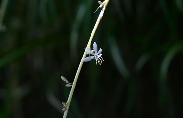 Spider plant ( Chlorophytum comosum ) flowers. Asparagaceae perennial plants. White flowers bloom on the stolon from spring to autumn.