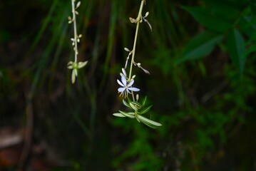 Spider plant ( Chlorophytum comosum ) flowers. Asparagaceae perennial plants. White flowers bloom on the stolon from spring to autumn.