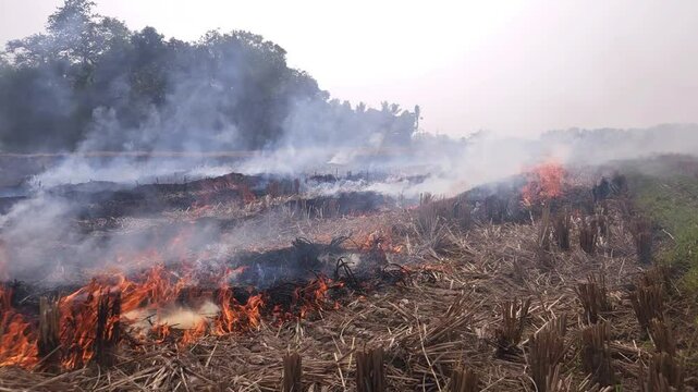 Stubble Burning in India( Parali burning), also known as stubble or straw burning, is the practice of setting fire to crop residue left after harvesting, primarily in agricultural regions of India.